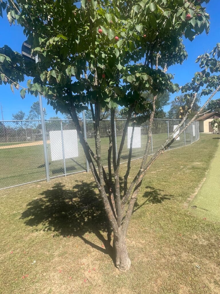 Are these poisonous? What are they?