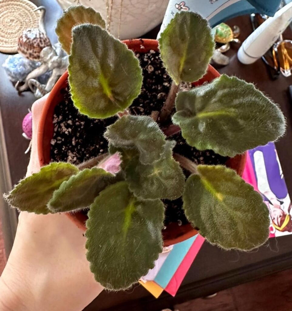 The journey from February to now…🌸