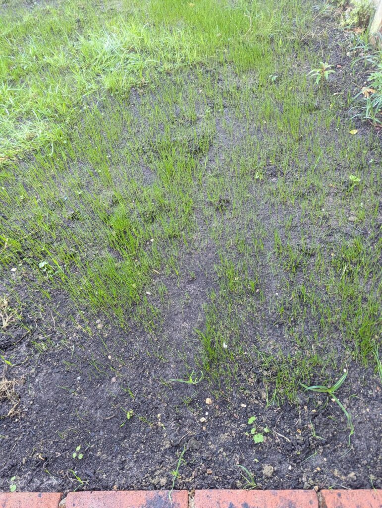 Overseed again or hold off? Overseed again or hold off?