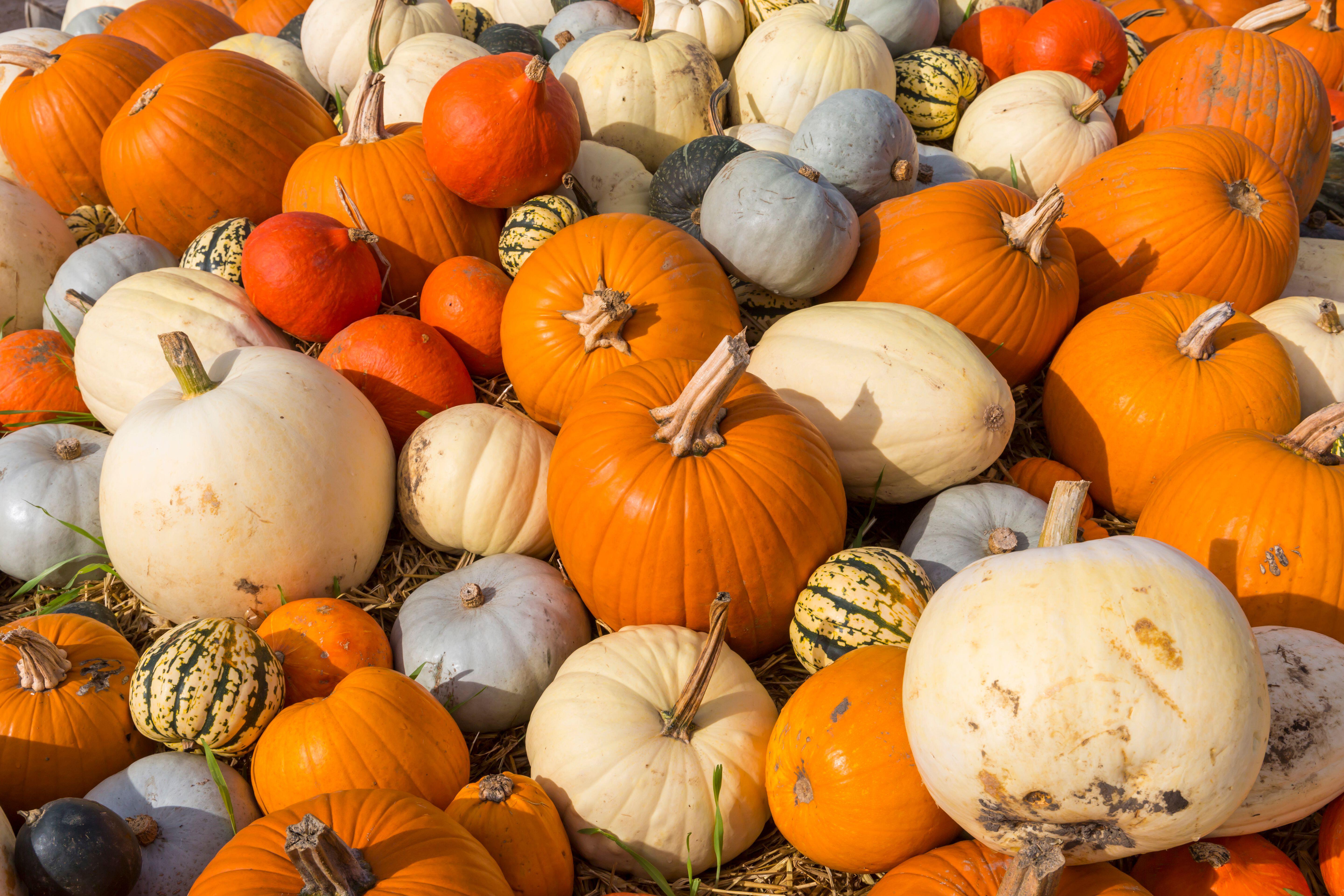 Pumpkins and squashes of various colors and sizes.