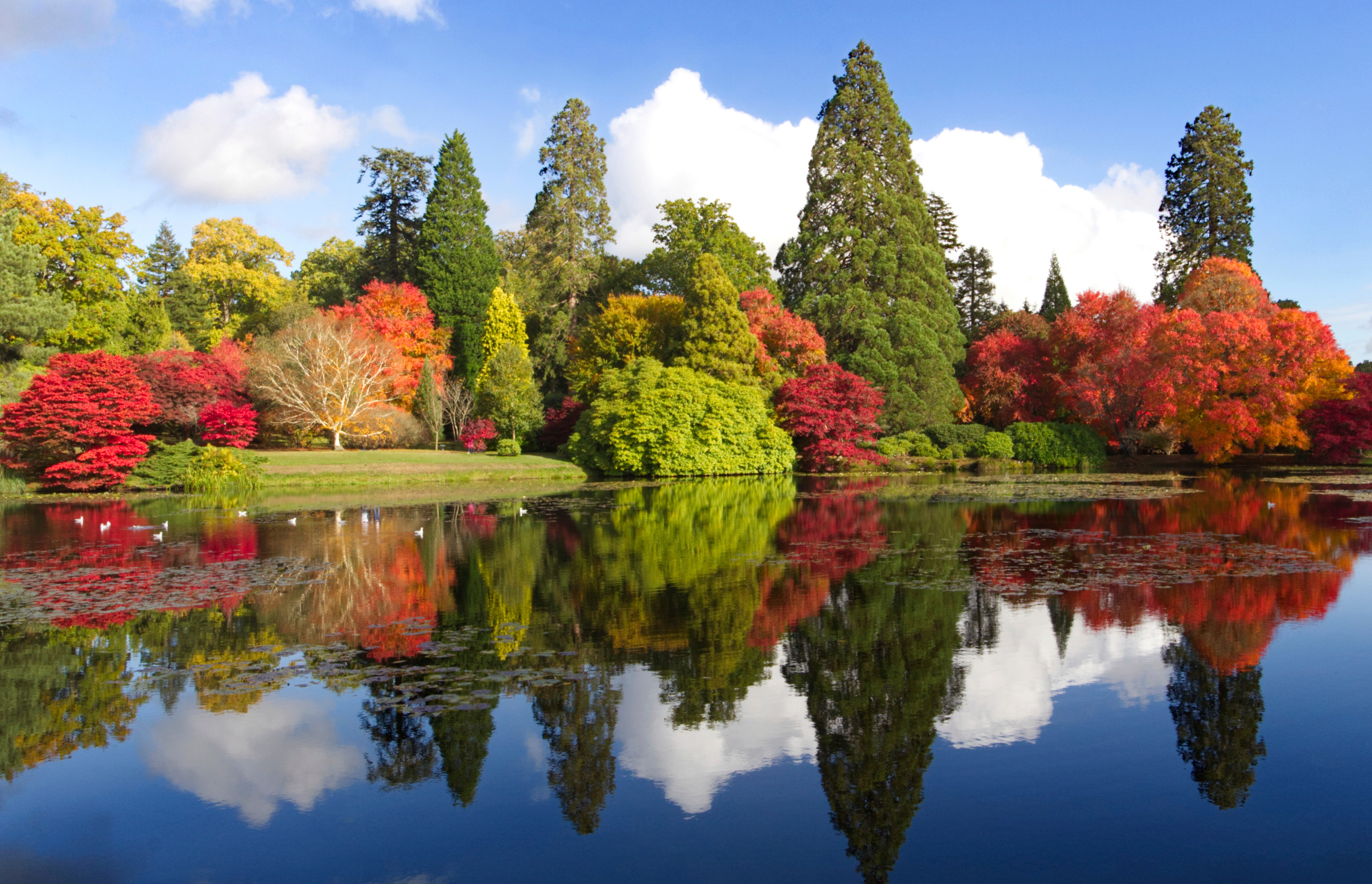 Autumn trees with colorful leaves reflecting on the lake at Sheffield Park and Garden, East Sussex.