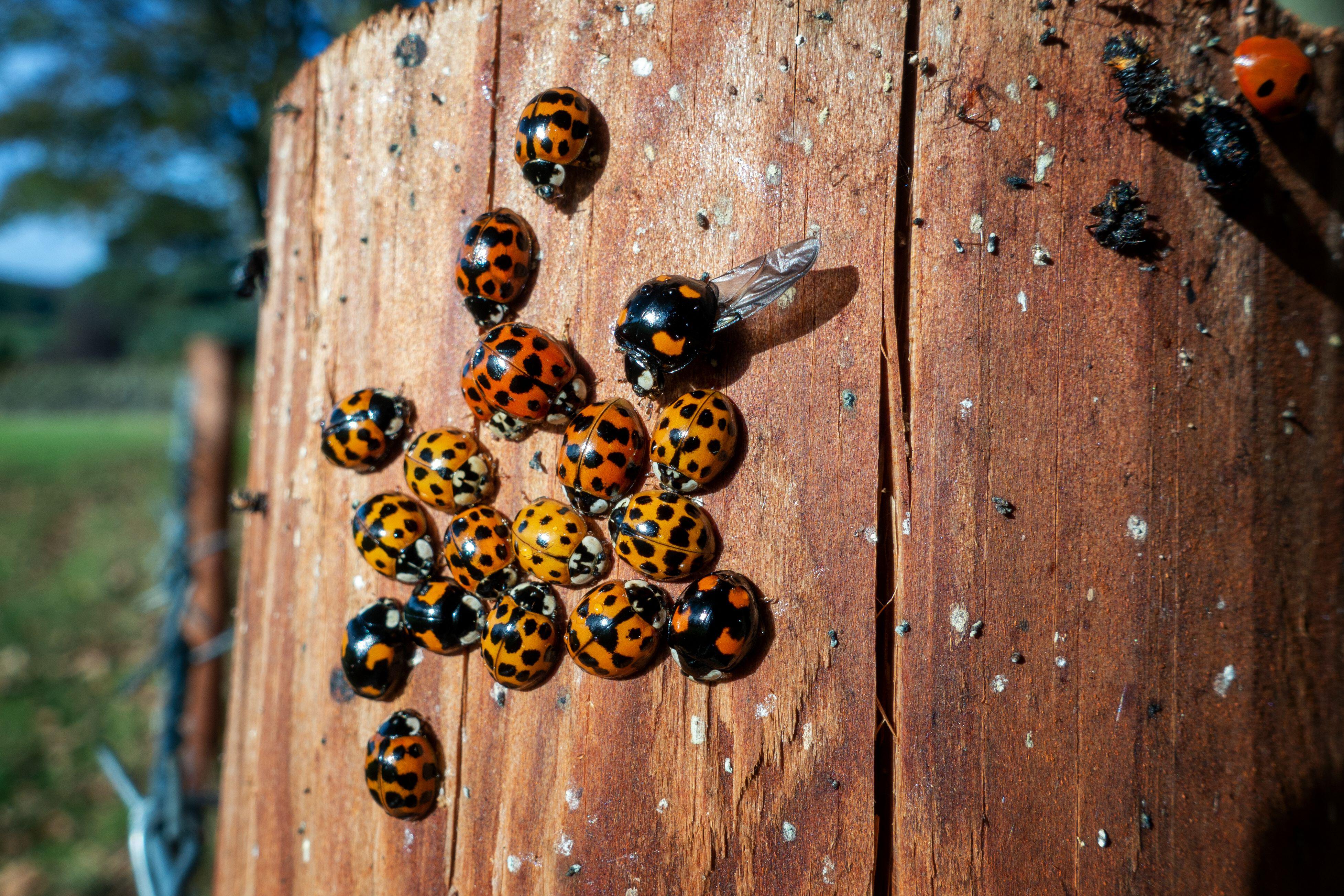 Cluster of harlequin ladybirds on a wooden fencepost.