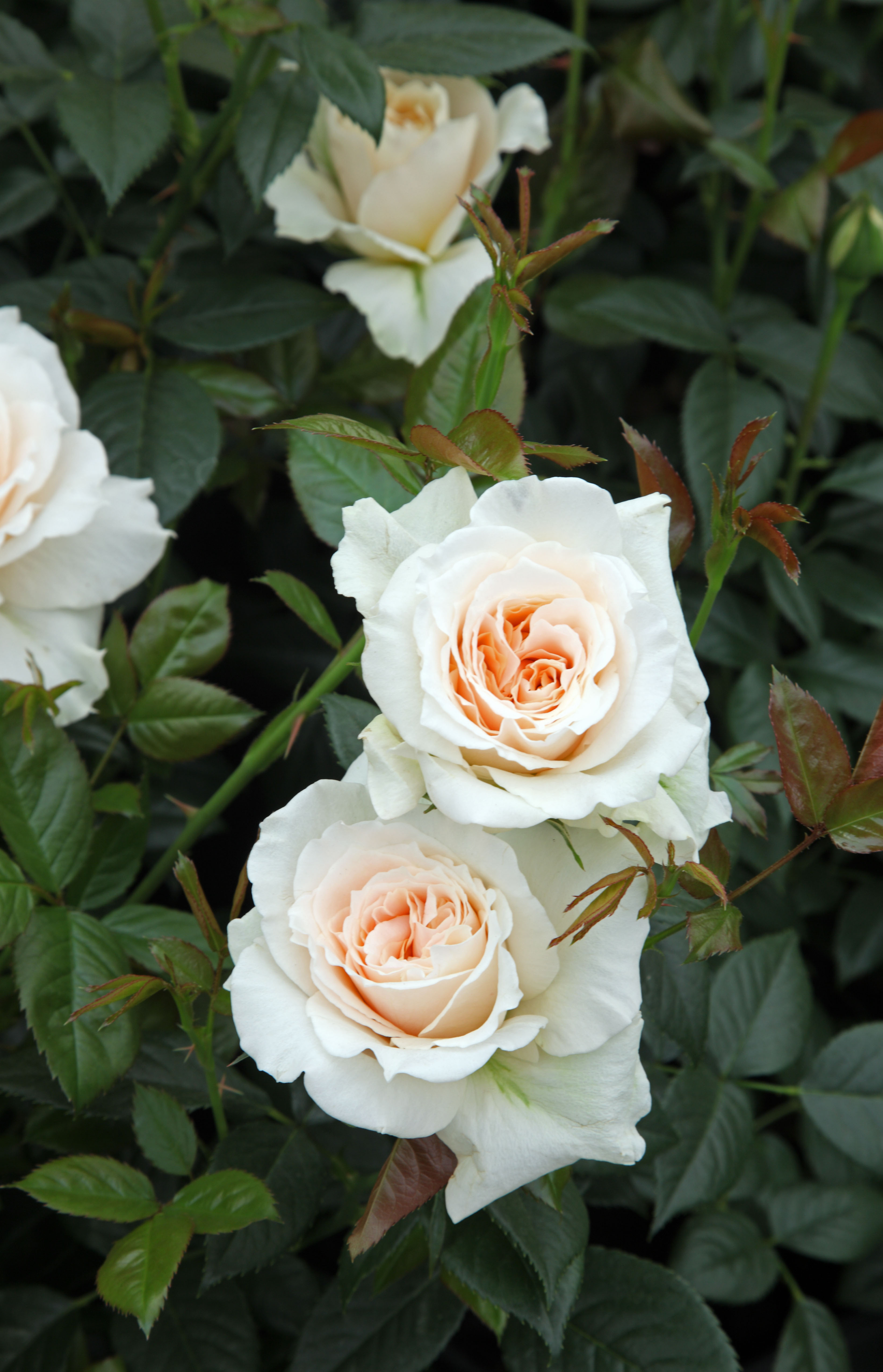 Rosa Pride and Prejudice, a new cultivar from Harkness Roses, at the Chelsea Flower Show 2013.