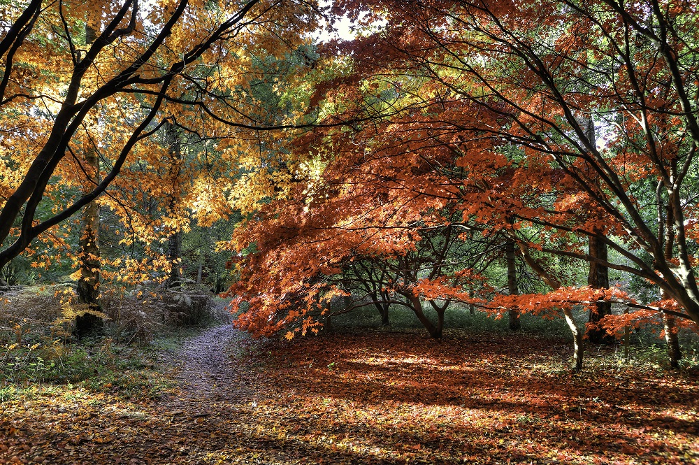 Forest path at Queenswood Country Park and Arboretum in autumn with trees in various fall colors.