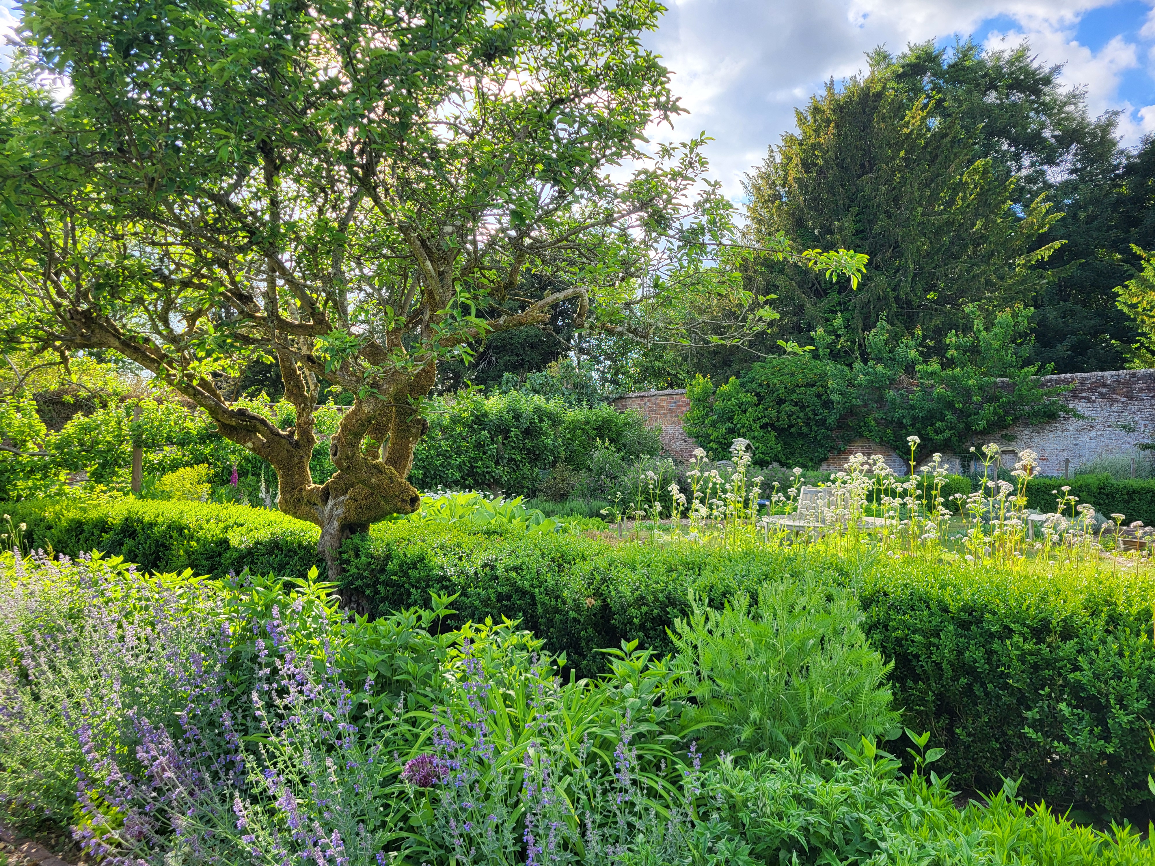 Walled garden at Chawton House, Hampshire, featuring a large tree in the foreground and a brick wall in the background.
