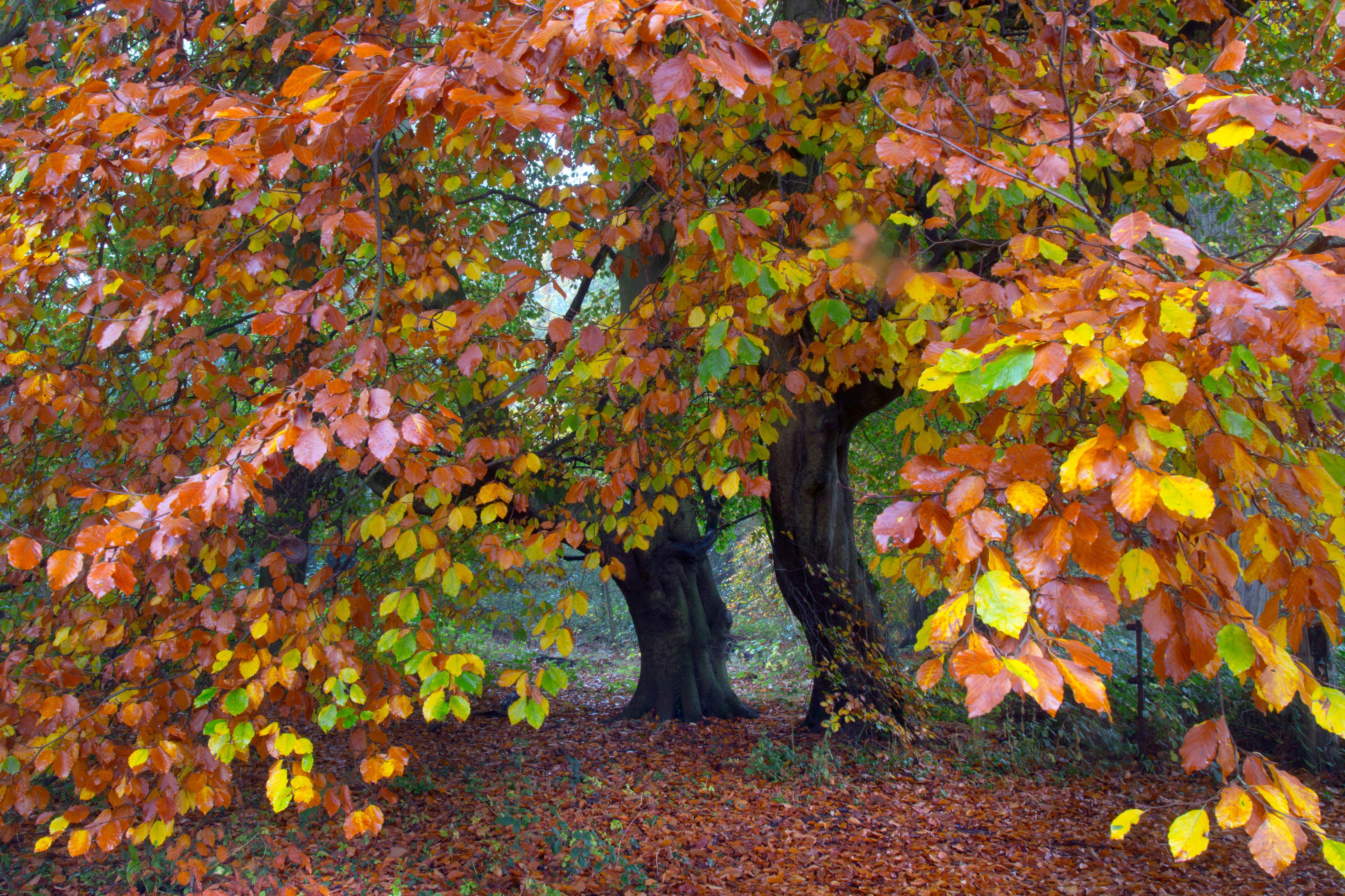 Beech trees with autumn foliage at Felbrigg Great Wood, Norfolk, UK.