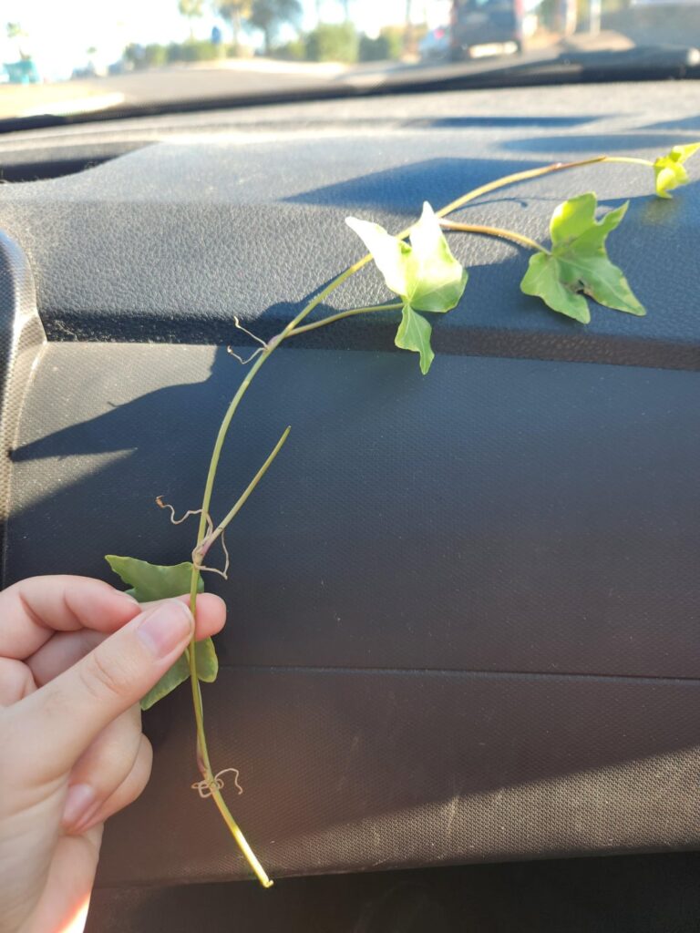 How to grow from this ?