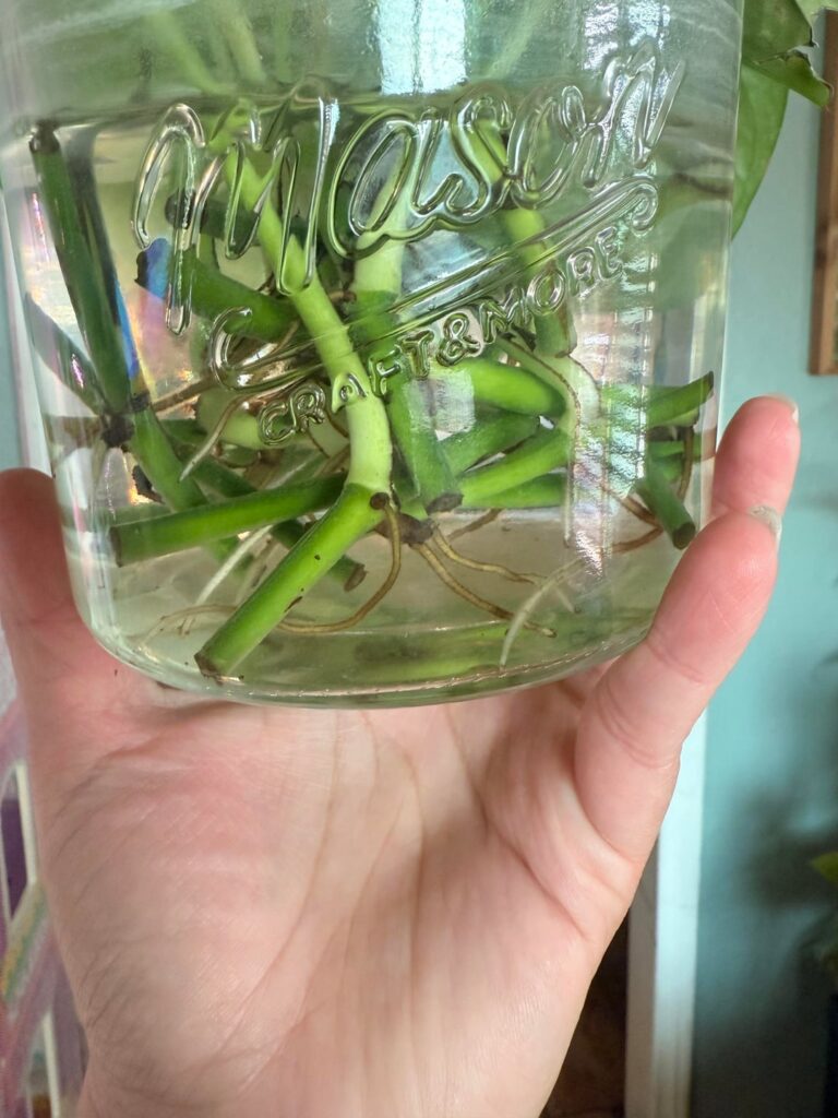 When do you pot your propagation? This has been propagating for at least a month