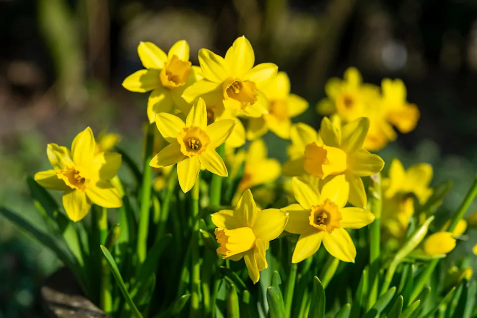 a very popular variety of dwarf daffodil with bright yellow flowers