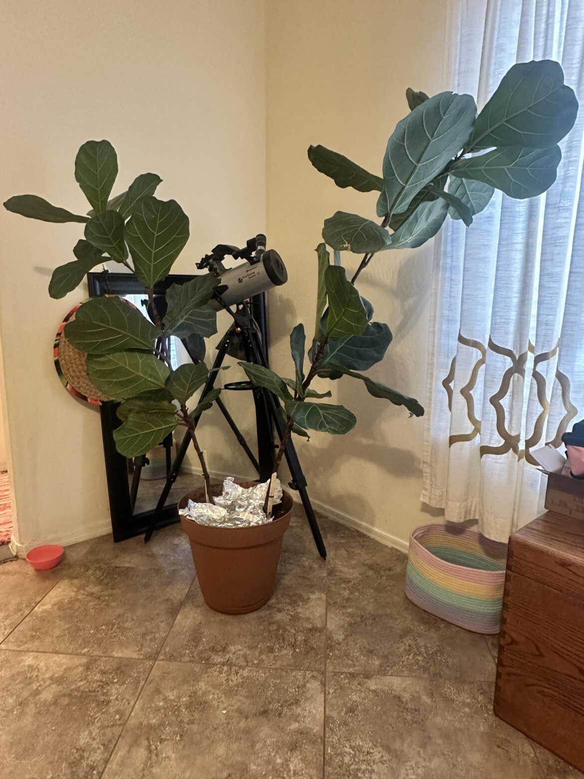 Time to chop?