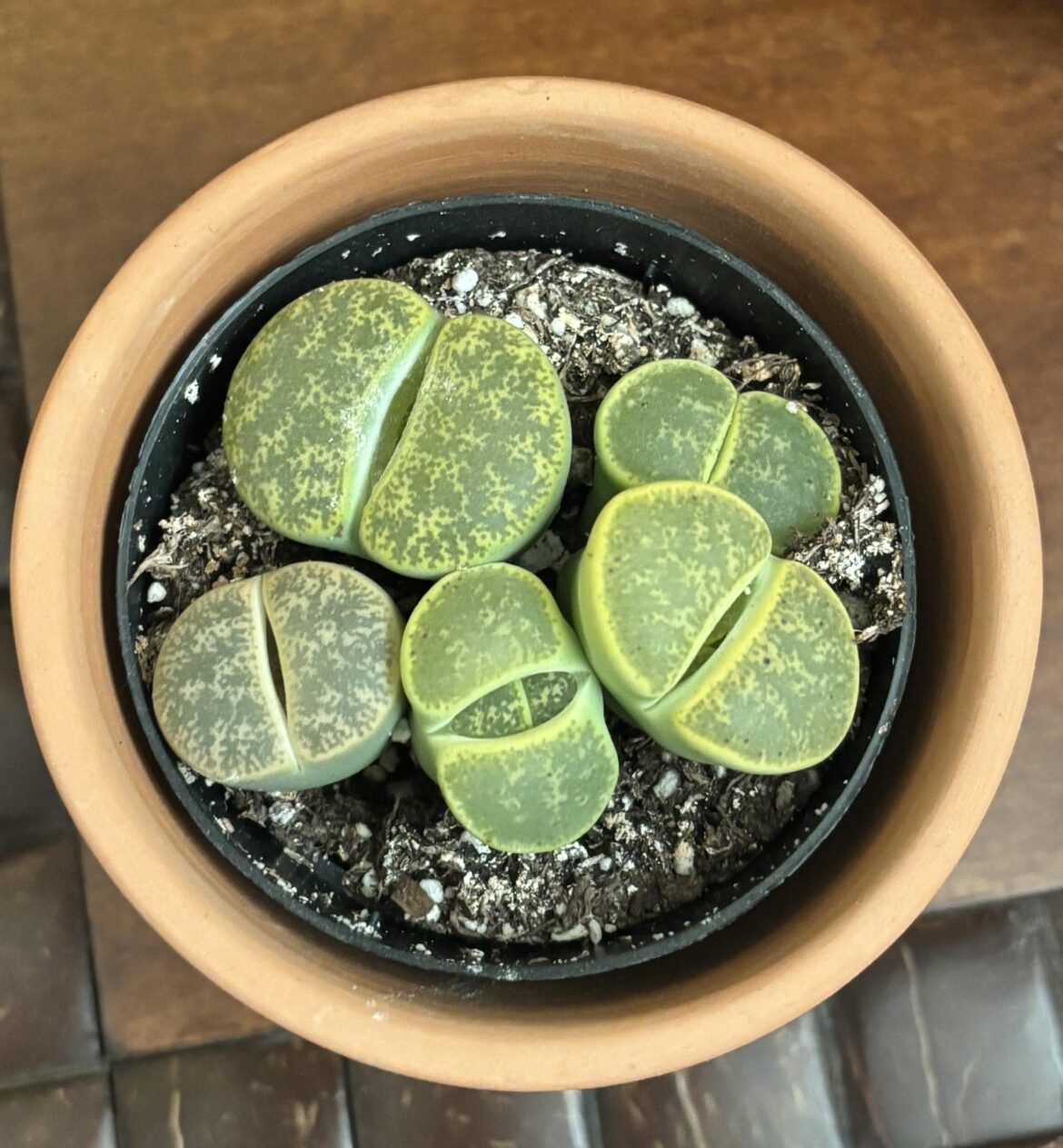 Can I repot these?