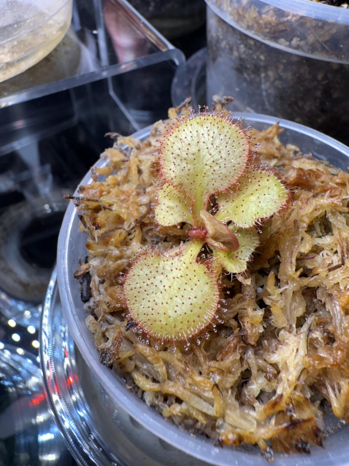 It’s finally thriving!