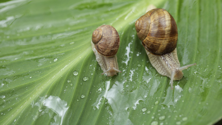 The Key To Preventing Snails From Invading Your Garden House Digest