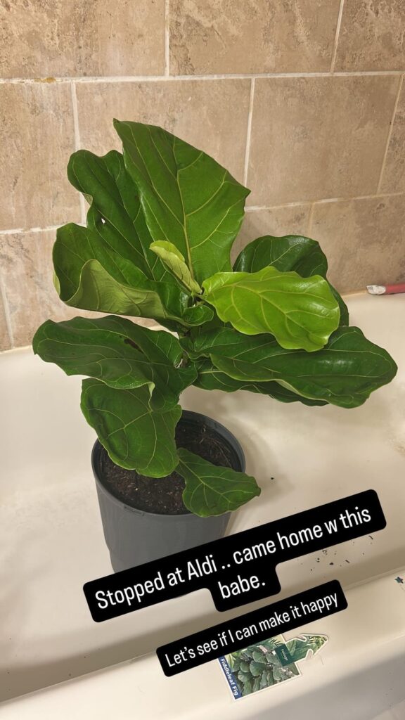 Repot or not? New