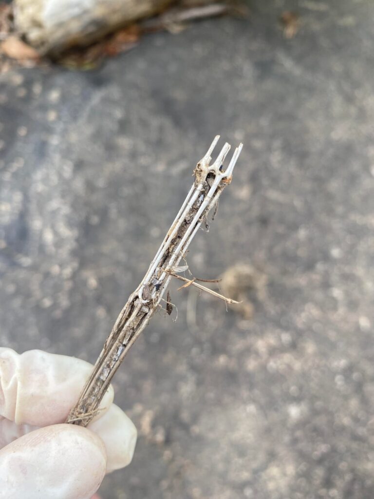 Spindly cage thingy, what kind of plant structure is it?