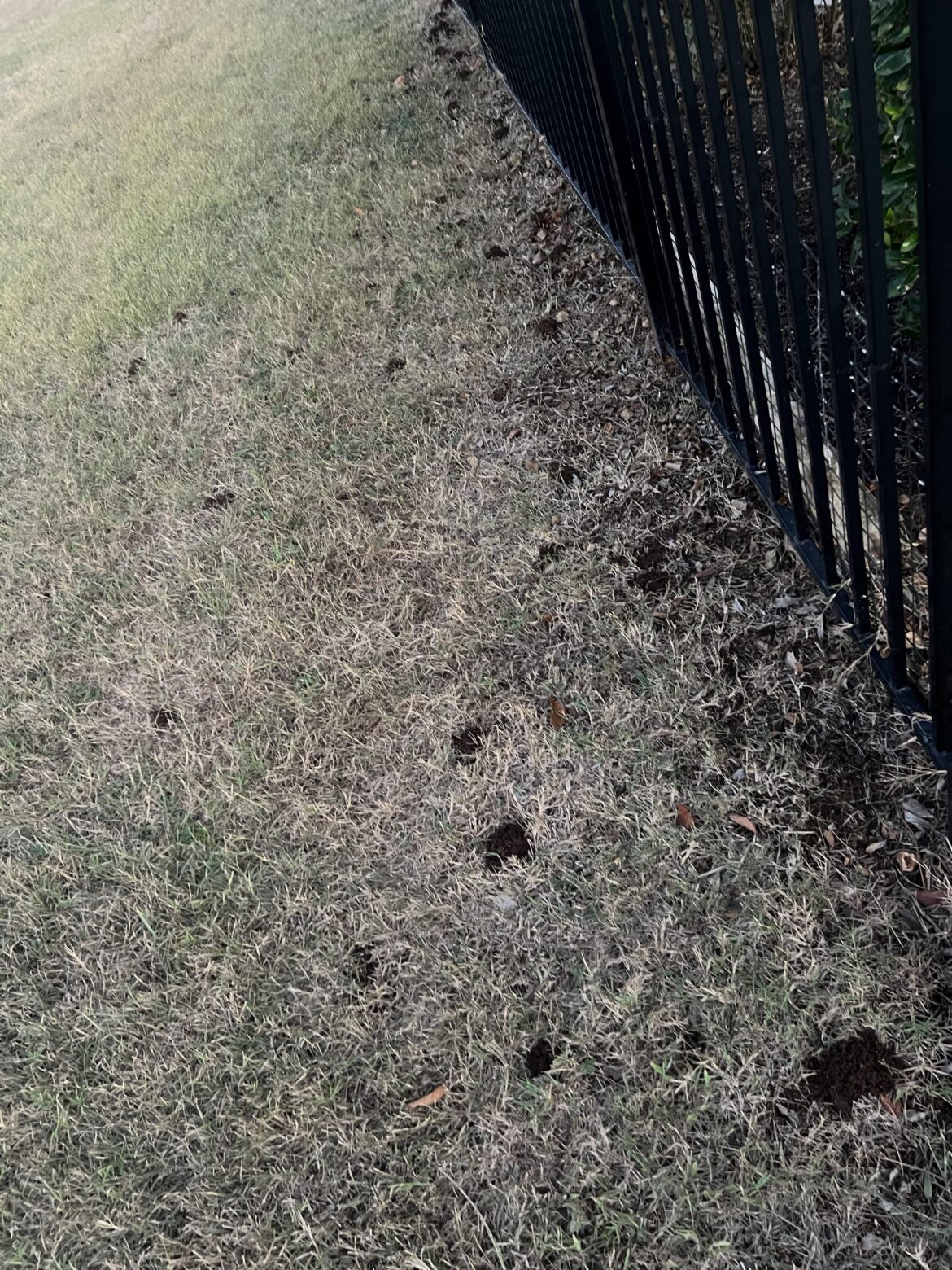 What critter is causing these mounds of dirt on the grass?