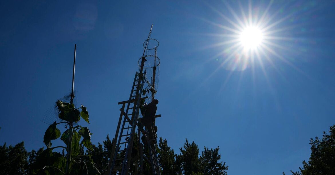 The world’s tallest sunflower blooms in an Indiana backyard as a tribute to Ukraine The world's tallest sunflower blooms in an Indiana backyard as a tribute to Ukraine