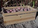 Potatoes store best in cold, moist conditions with around the same temperatures as onions but at 80 to 90 per cent humidity. 