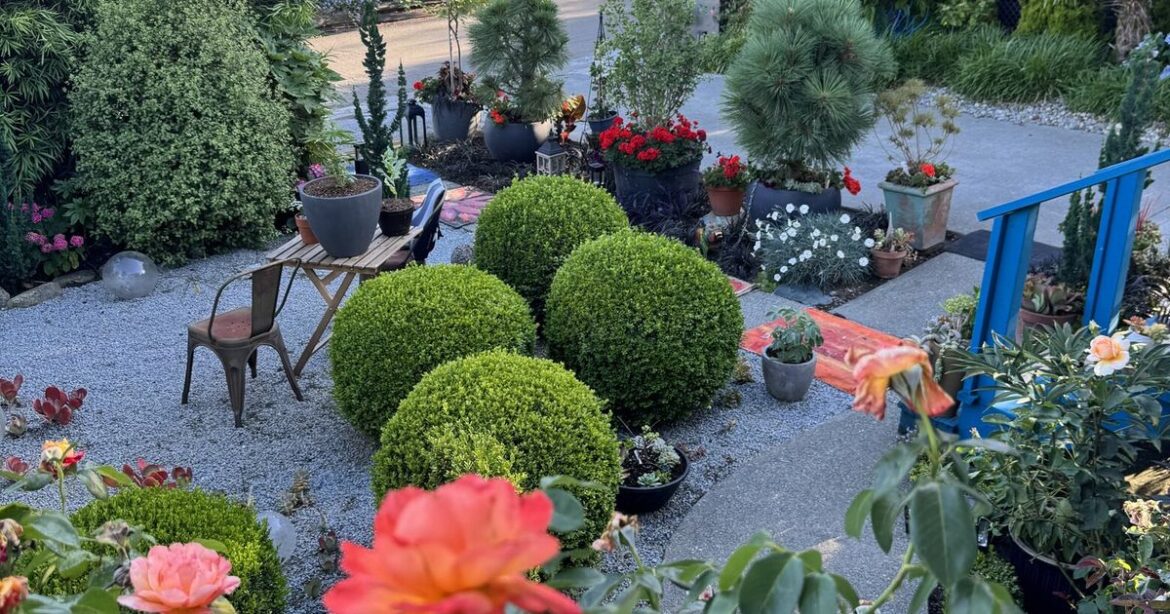 Seattle gardener says bye-bye to burnt lawn, hello to lush oasis Seattle gardener says bye-bye to burnt lawn, hello to lush oasis