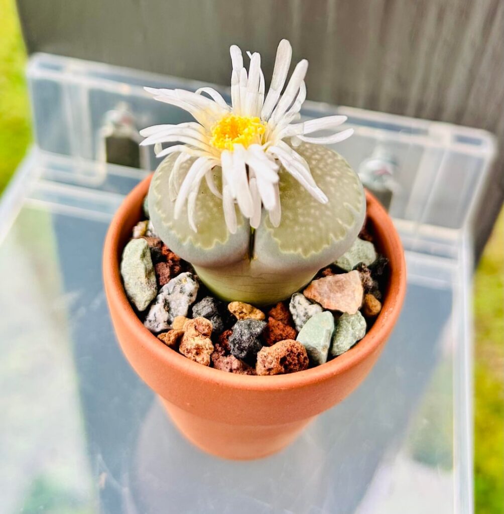 My New Butt! My New Butt!