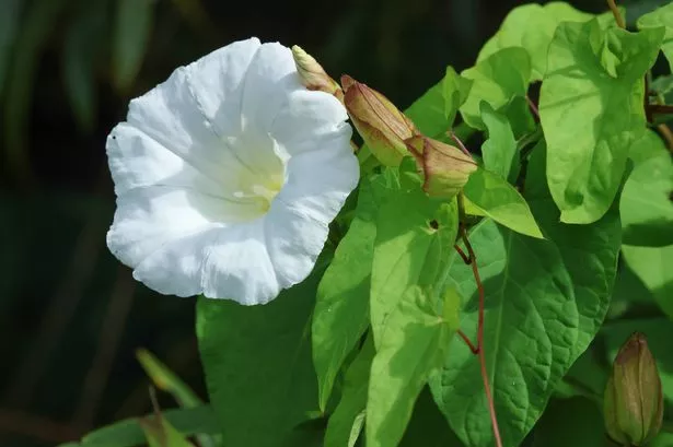 A flowering Large Bindweed plant, Calystegia silvatica.