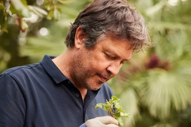 A mature man is gardening and planting cuttings.