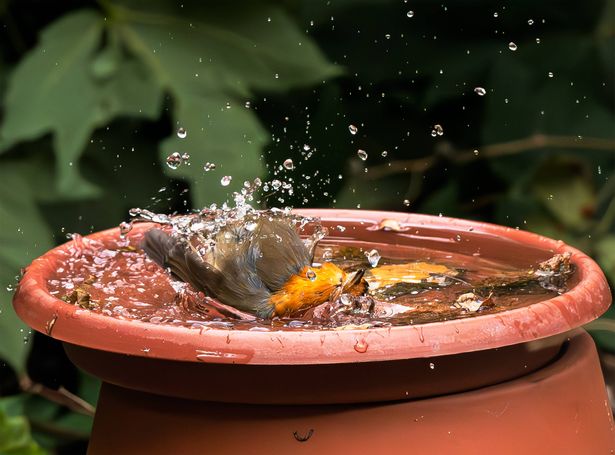 A robin dunks its head & splashes vigorously in a backyard birdbath