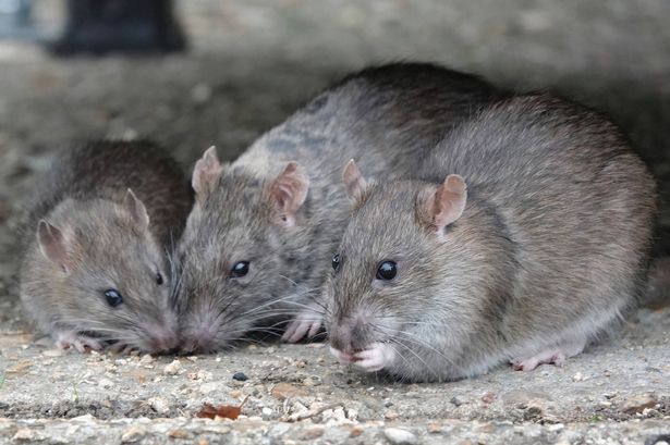 A selective focus shot of a small group of rats eating in a park.