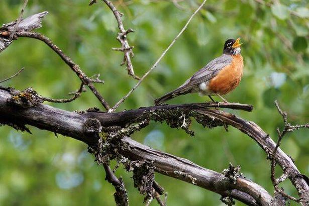 American Robin Singing