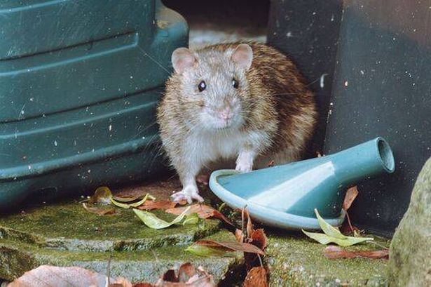 An unwanted rat in a household garden