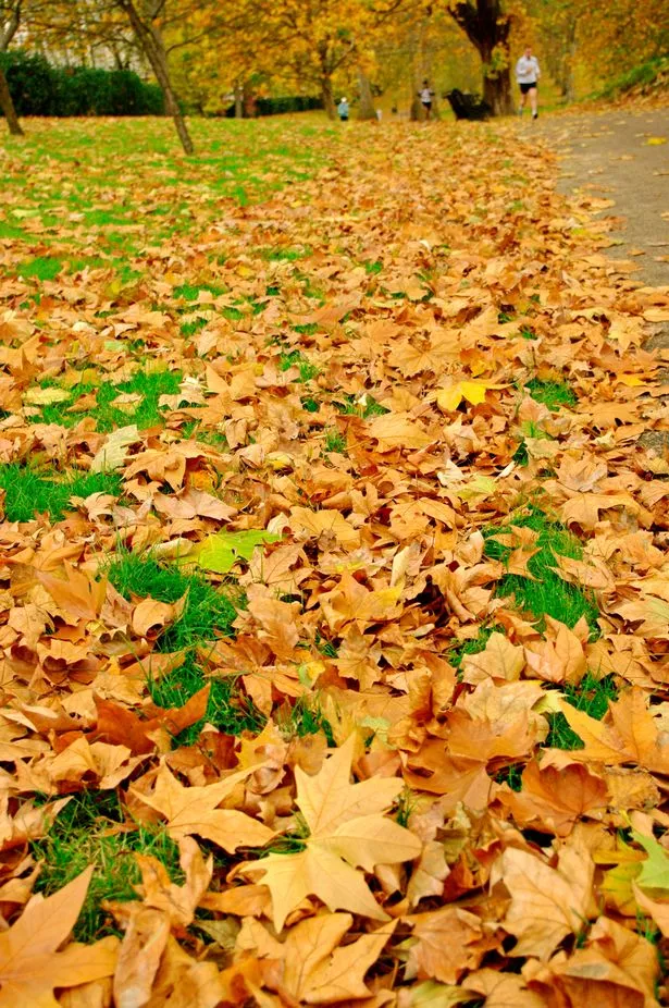 golden leaves on floor 