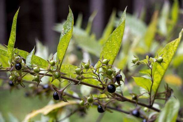 Berries of Atropa bella-donna. Fruits of deadly nightshade. The plant is commonly known as belladonna.