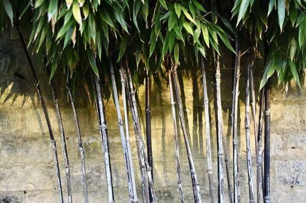 Black bamboo.