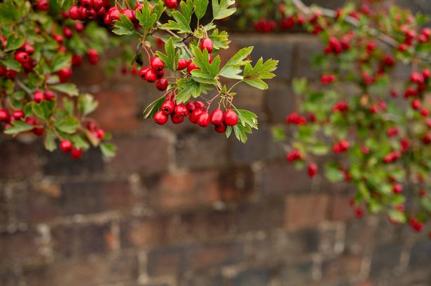 Common hawthorn (Crataegus Monogyna) haws. Red berries on tree. Fall season. High quality photo