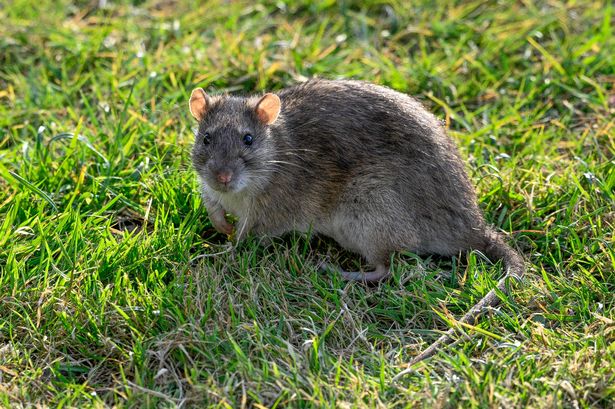 A rat in a garden