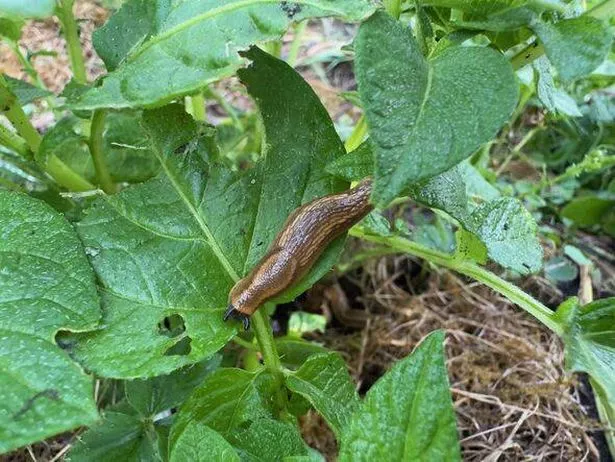 Brown slug on green leaf in vegetable garden