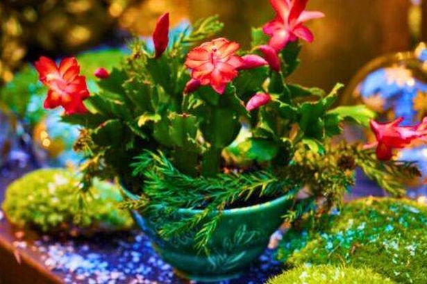 Christmas cactus