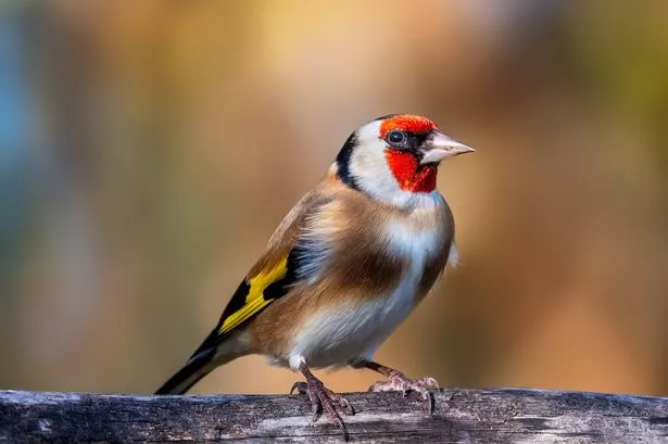 Close-up of gold finch perching on wood