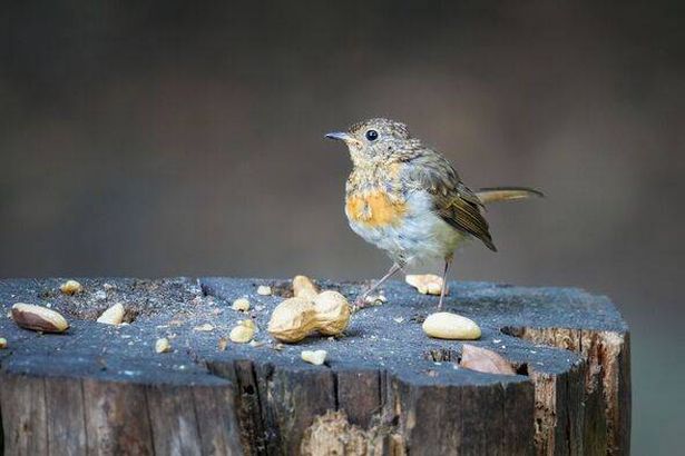 Closeup shot of an adorable European robin bird standing on a tree stump eating peanuts