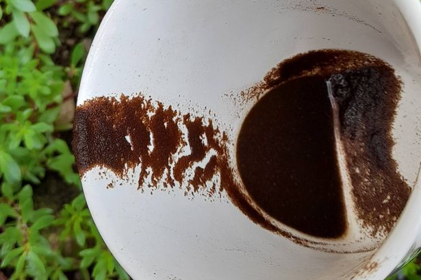 A view of pouring the coffee grounds into the plants as fertilizer.