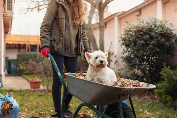 Photo of beautiful teenager girl  raking and collecting autumn leaves. She cleaning autumn leaves from the garden lawn. Transporting  a dog in a garden cart