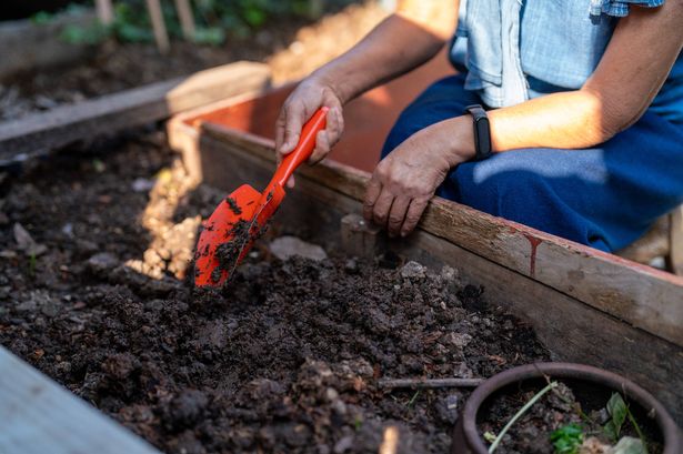 Hand of elderly shovel in soil in the plots, Make the composting from the kitchen waste transforming scraps into soil, Kitchen waste composting, reduce of lost resources taken up by food waste, throwing leftovers impact the environment, produce nutrient soil promoting sustainable gardening