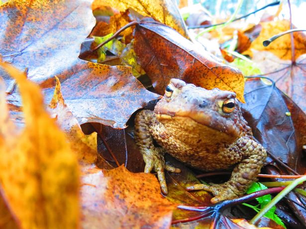 frog sitting in a pile of leaves 