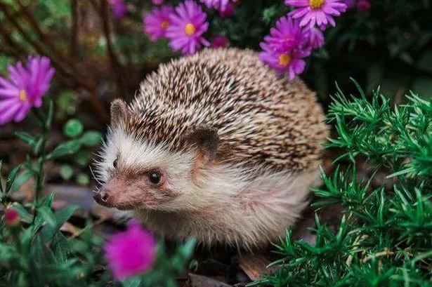 Cute hedgehog face among purple chrysanthemums. small hedgehog enjoying the outdoors surrounded by vibrant purple blooms.prickly pet on a walk in the