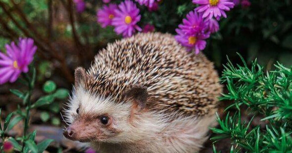 Gardeners urged to call for help if they see hedgehog during day Daily Record