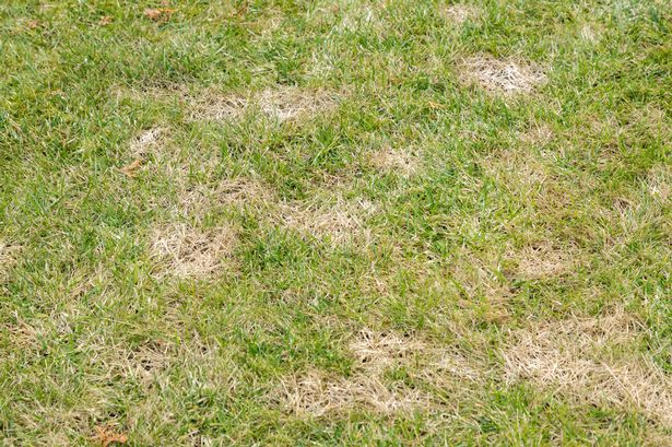 Patchy lawn