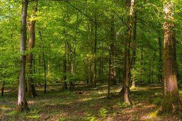 Dappled sunlight illuminating green woodland clearing forest trees panorama
