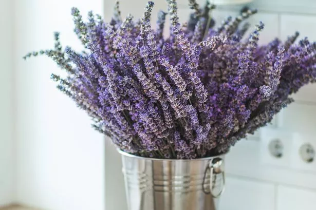 Composition with lavender in metal bucket in the living room, the concept of home comfort. Simple Living room decor. Minimal style. Aromatherapy at home.