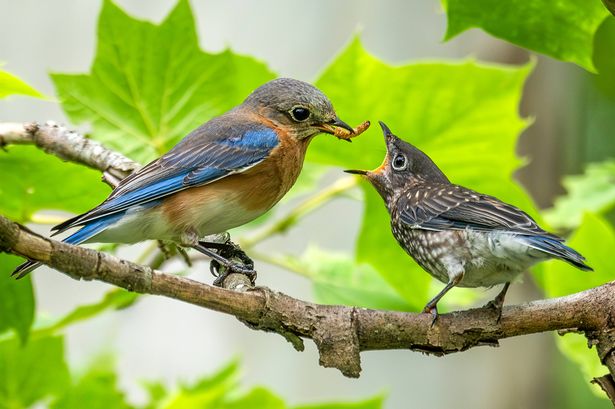Eastern bluebirds continue to feed their fledgling baby birds for several weeks after the chicks leave the nest. Here a male bluebird is bringing a worm to feed a hungry baby bird. Photo taken in May in Spartanburg, SC.  We have bluebird house set up in our yard and they raised two broods this year.