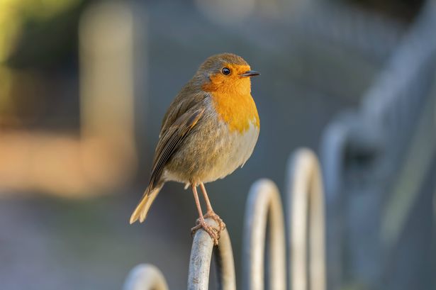 European Robin Red Breast Wild Bird Perched on Iron Railing Fence Fence With Blurry Background